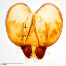 Fig. 6: Head