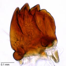 Fig. 8: Mandible