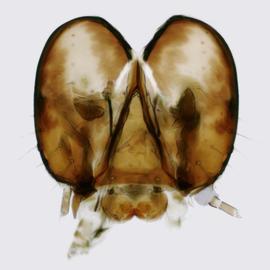 Fig. 8: Head