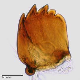 Fig. 10: Mandible