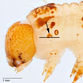 Fig. 6: T1 L setae