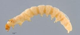 Fig. 1: Late instar, lateral view