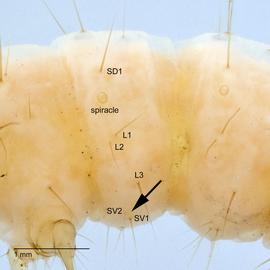 Fig. 4: SVs on A1
