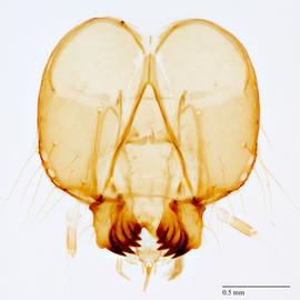 Fig. 6: Head