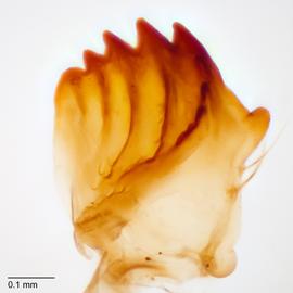 Fig. 8: Mandible