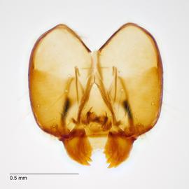Fig. 5: Head