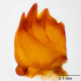 Fig. 7: Mandible