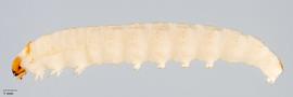 Fig. 1: Late instar, lateral view