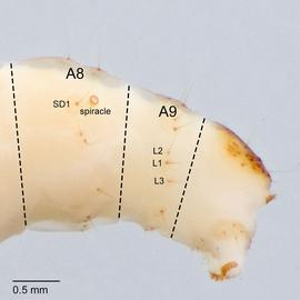 Fig. 6: A8 spiracle