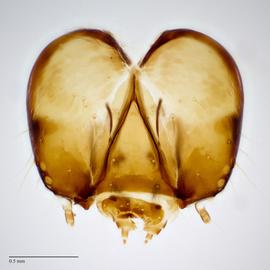 Fig. 8: Head