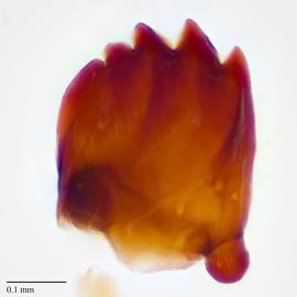 Fig. 10: Mandible
