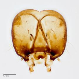 Fig. 7: Head