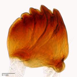 Fig. 9: Mandible