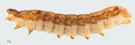 Fig. 1: Late instar, lateral view