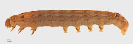 Fig. 2: Late instar, lateral view