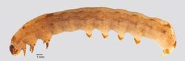 Fig. 3: Late instar, lateral view
