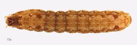 Fig. 4: Late instar, dorsal view