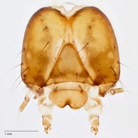 Fig. 6: Head