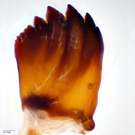 Fig. 8: Mandible