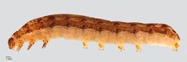  Fig. 1: Late instar, lateral view 