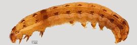 Fig. 2: Late instar, lateral view