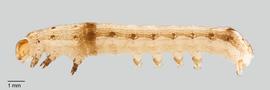 Fig. 3: Early to mid-instar, lateral view