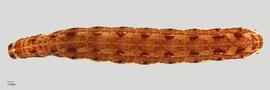 Fig. 5: Late instar, dorsal view