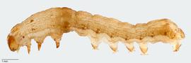 Fig. 4: Early instar, lateral view