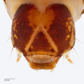 Fig. 9: 