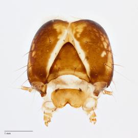  Fig. 10: Head