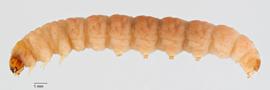 Fig. 1:  Grapholita molesta , lateral view