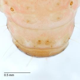 Fig. 3: A9 dorsal
