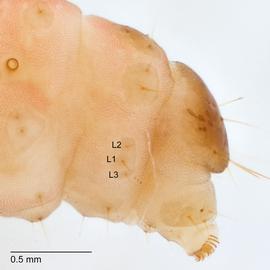 Fig. 4: A9 lateral