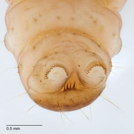 Fig. 5: Anal comb