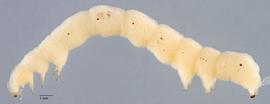 Fig. 2: Mid-instar, lateral view