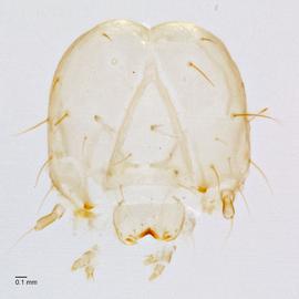 Fig. 5: Head