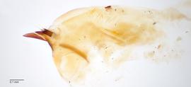 Fig. 8: Hypo. complex