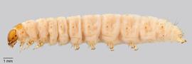 Fig. 1: Late instar, lateral view