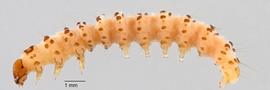 Fig. 2: Mid-instar, lateral view