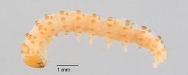 Fig. 3: Early instar, lateral view