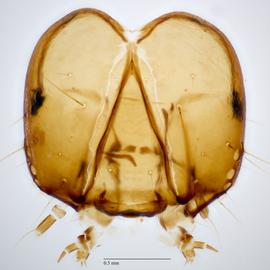 Fig. 7: Head