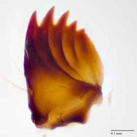 Fig. 9: Mandible
