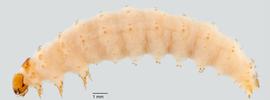 Fig. 2: Late instar, lateral view