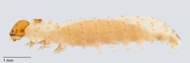 Fig. 3: Early instar, lateral view