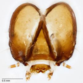 Fig. 9: Head