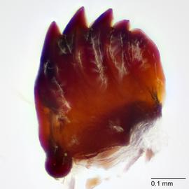 Fig. 11: Mandible