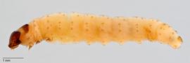 Fig. 2: Late instar, lateral view
