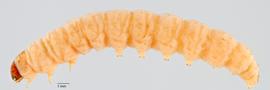 Fig. 1:  Cydia pomonella , lateral view