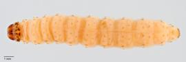 Fig. 3:  Cydia pomonella , dorsal view