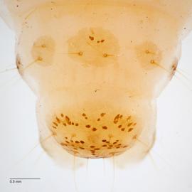 Fig. 6: D1, SD1 on A9